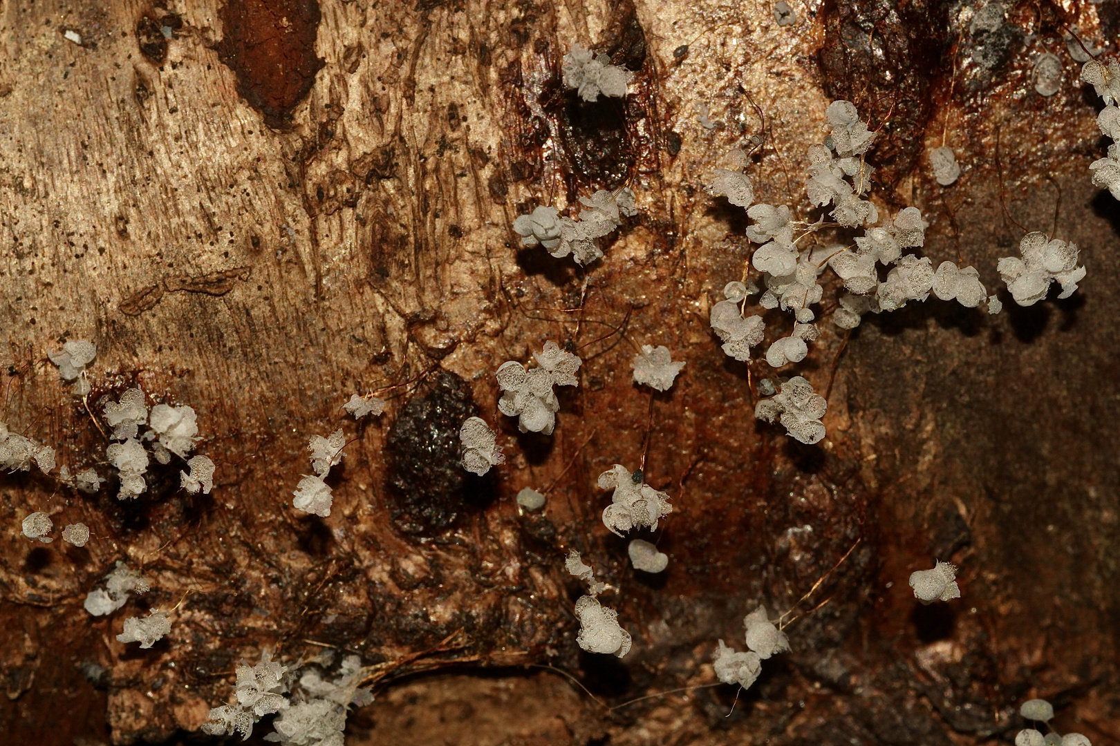 (1) BADHAMIA UTRICULARIS Foto & Bild | natur, totholz, holz Bilder auf