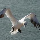 1-Basstölpel-Helgoland 2019