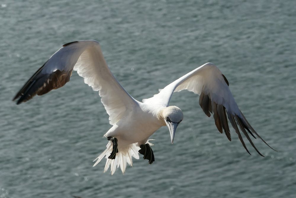 1-Basstölpel-Helgoland 2019