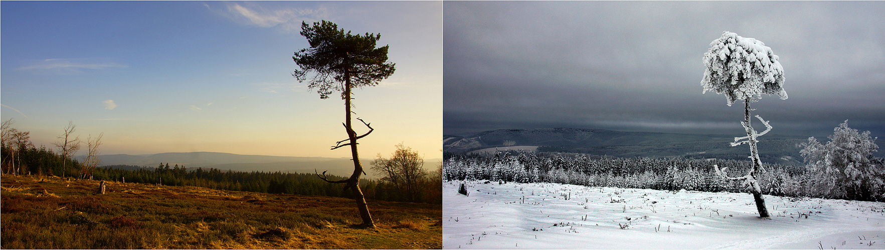 1 Baum - 2 Jahreszeiten