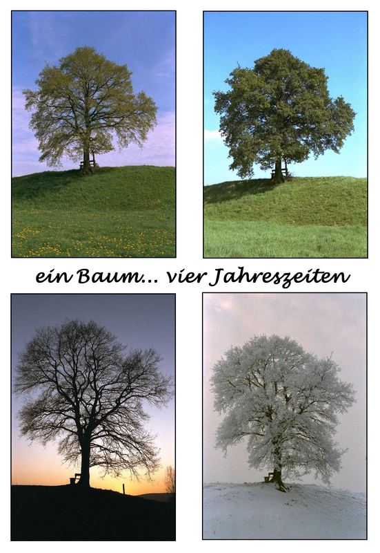 1 Baum ... 4 Jahreszeiten