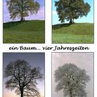 1 Baum ... 4 Jahreszeiten