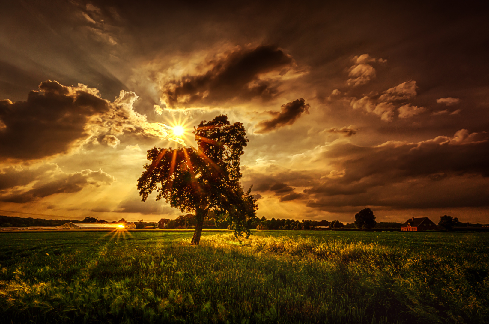 1 Baum und 2 Sonnen