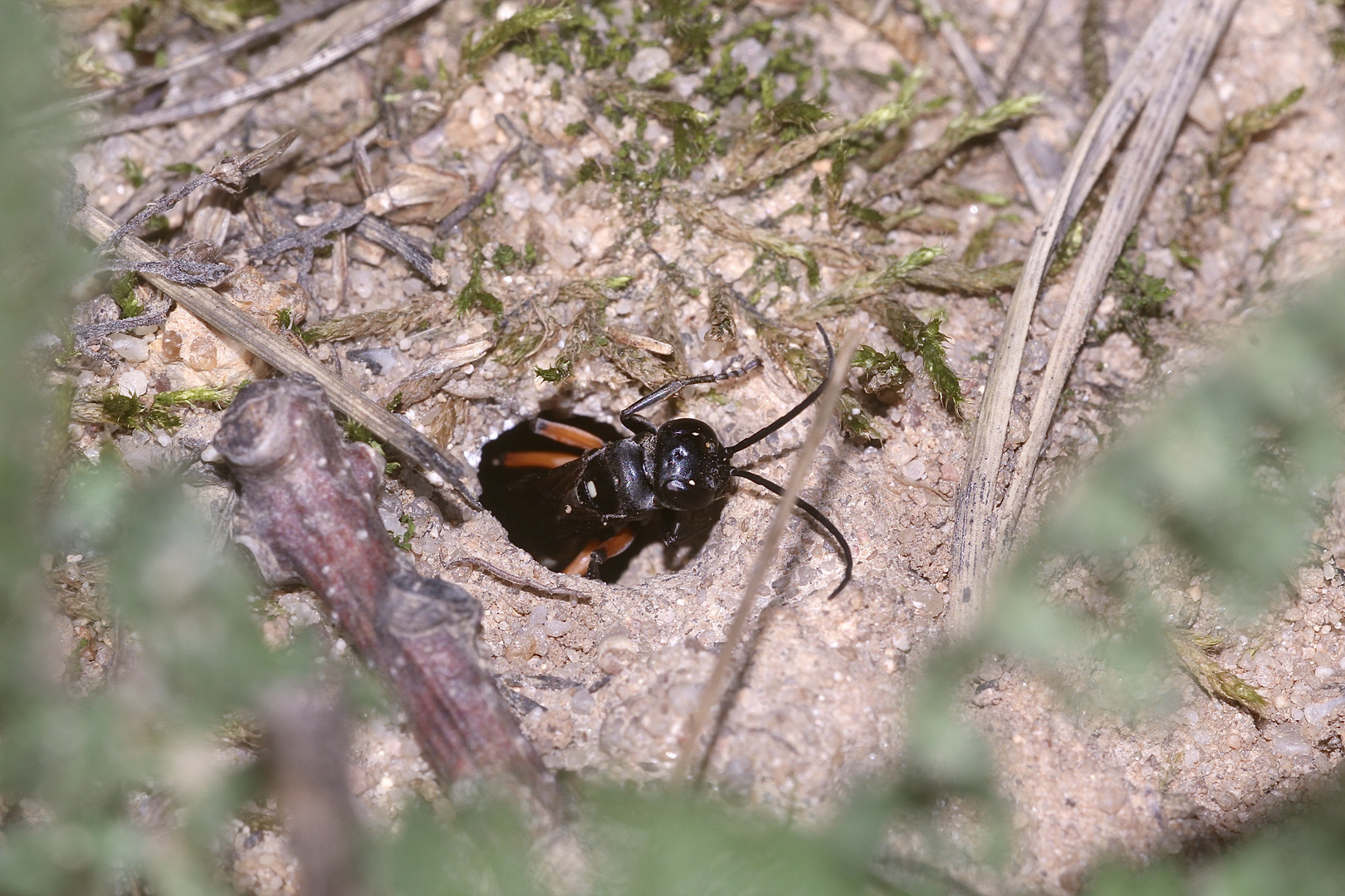 (1) "Beifang" aus der Wildbienenkolonie in Neukappl/Opf., Sommer 2019