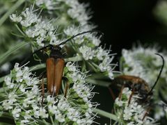 (1) Beim ROTHALSBOCK (STICTOLEPTURA RUBRA) ...