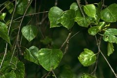 (1) Bestens getarnt - die Raupe des Schneespanners (Phigalia pilosaria)