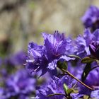 1. Besuch dieses Jahr im Botanischen Garten