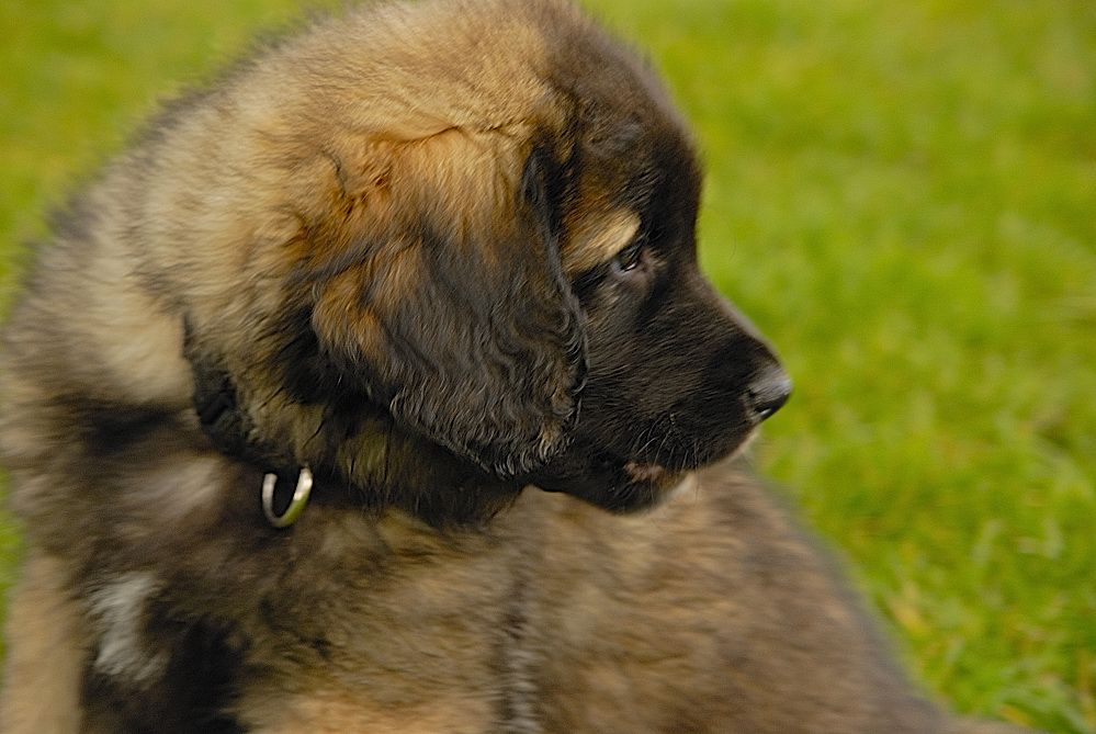 1. Besuch unserer Leonberger Welpendame in der Bonner Rheinaue