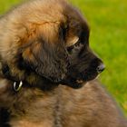 1. Besuch unserer Leonberger Welpendame in der Bonner Rheinaue