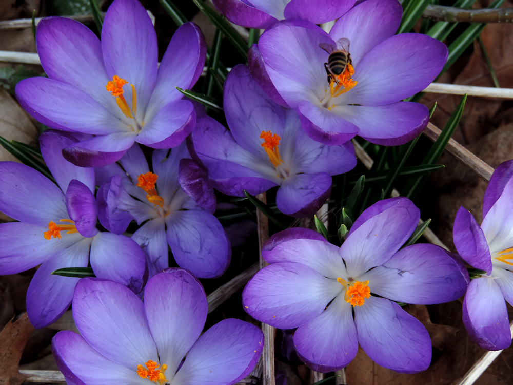 1 biene auf krokus