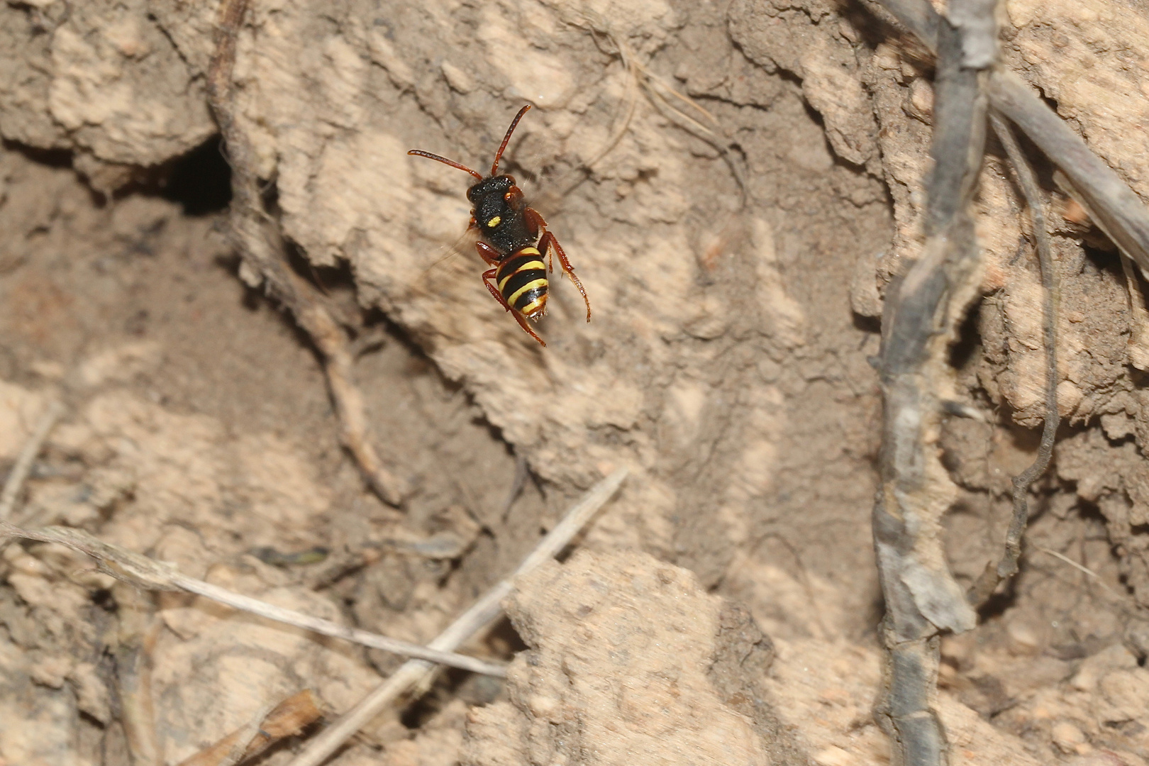 (1) BIENENKOLONIE 2021 - Was fliegt denn da? Eine Wespe ist es nicht - ...