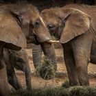 1 Bild, 2 mal gucken, 3 Elefanten