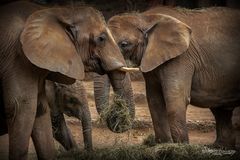 1 Bild, 2 mal gucken, 3 Elefanten