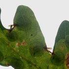 (1) Blattminen - Tischeria ekebladella / M. Hering ...