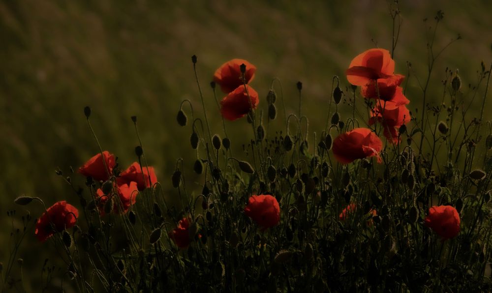 + 1 Blüte in der unteren Mitte