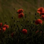 + 1 Blüte in der unteren Mitte