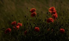 + 1 Blüte in der unteren Mitte