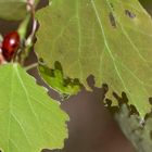 (1) Brutfürsorge beim Blattkäfer GONIOCTENA DECEMNOTATA ...