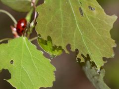 (1) Brutfürsorge beim Blattkäfer GONIOCTENA DECEMNOTATA ...