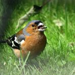 (1) Buchfink (Fringilla coelebs), Männchen