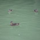 1 Canard, 2 Canards, 3 Canards..