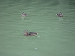 1 Canard, 2 Canards, 3 Canards..