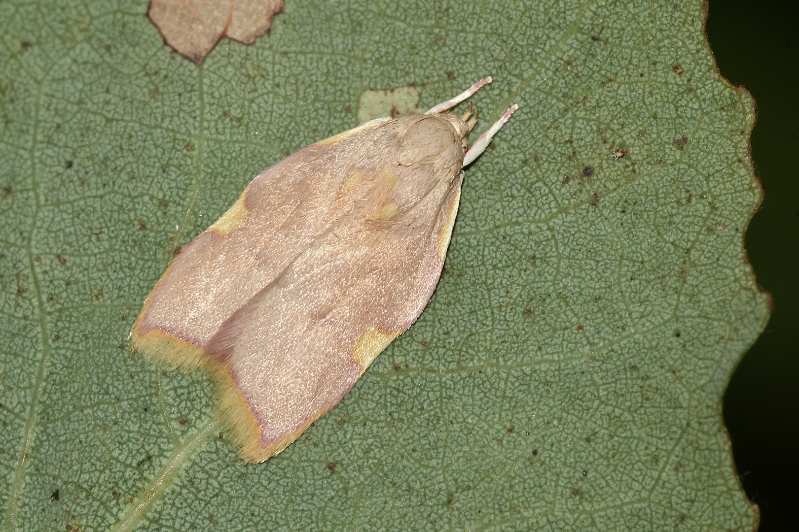 (1) CARCINA QUERCANA - ein hübscher Kleinschmetterling ...