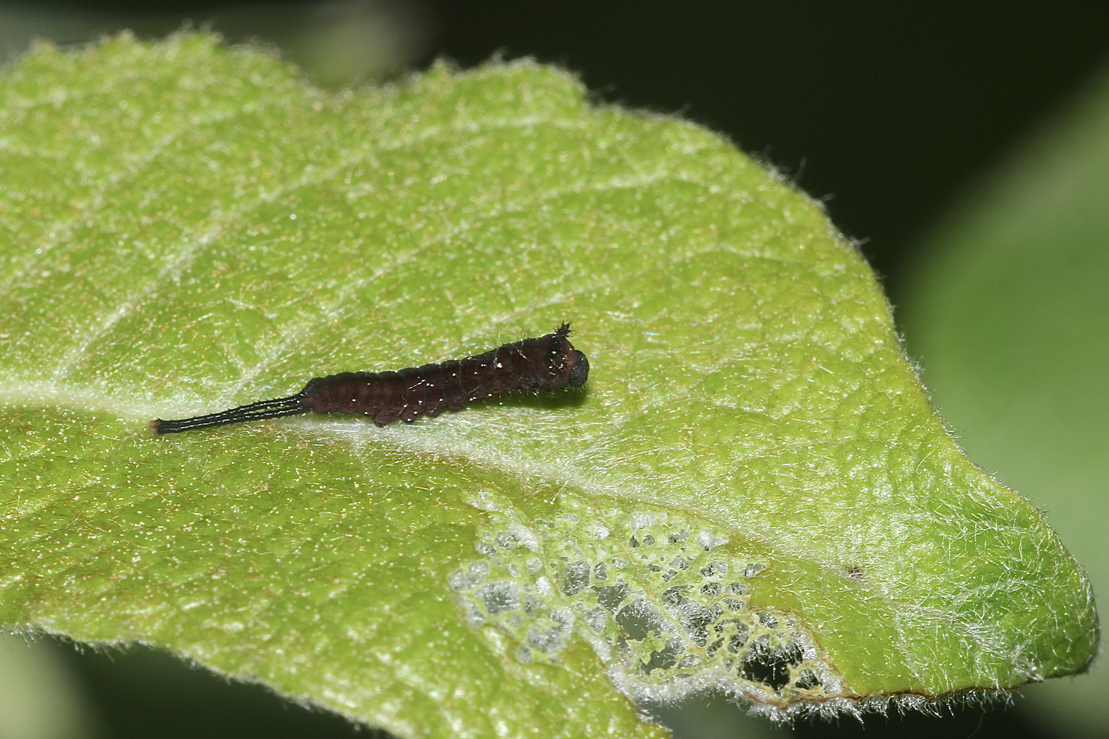 (1) Cerura vinula - der Große Gabelschwanz