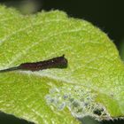 (1) Cerura vinula - der Große Gabelschwanz