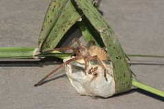 (1) Cheiracanthium cf. furculatum, eine Dornfinger-Art aus Südafrika