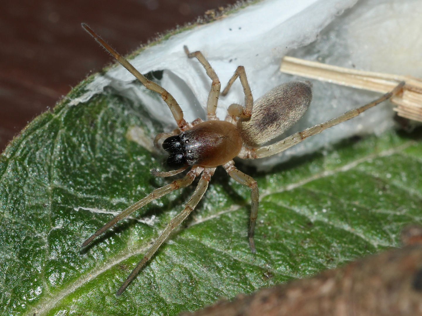 (1) Clubiona (cf.) pallidula - eine Sackspinne (Fam. Clubionidae)