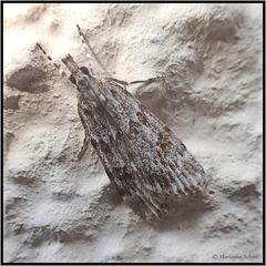 1 cm Falterchen ...