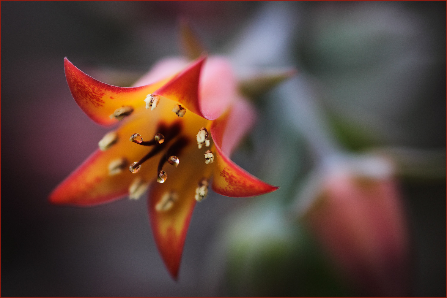 1 cm Gross ist diese Blume im Original