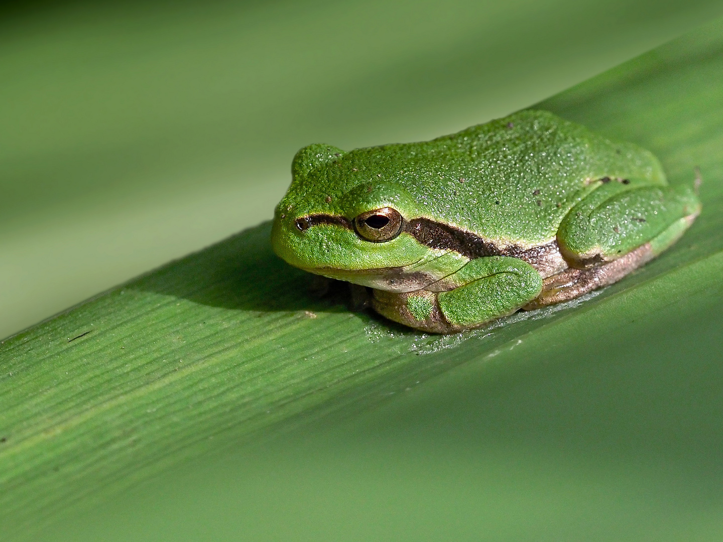 1 cm Laubfrosch