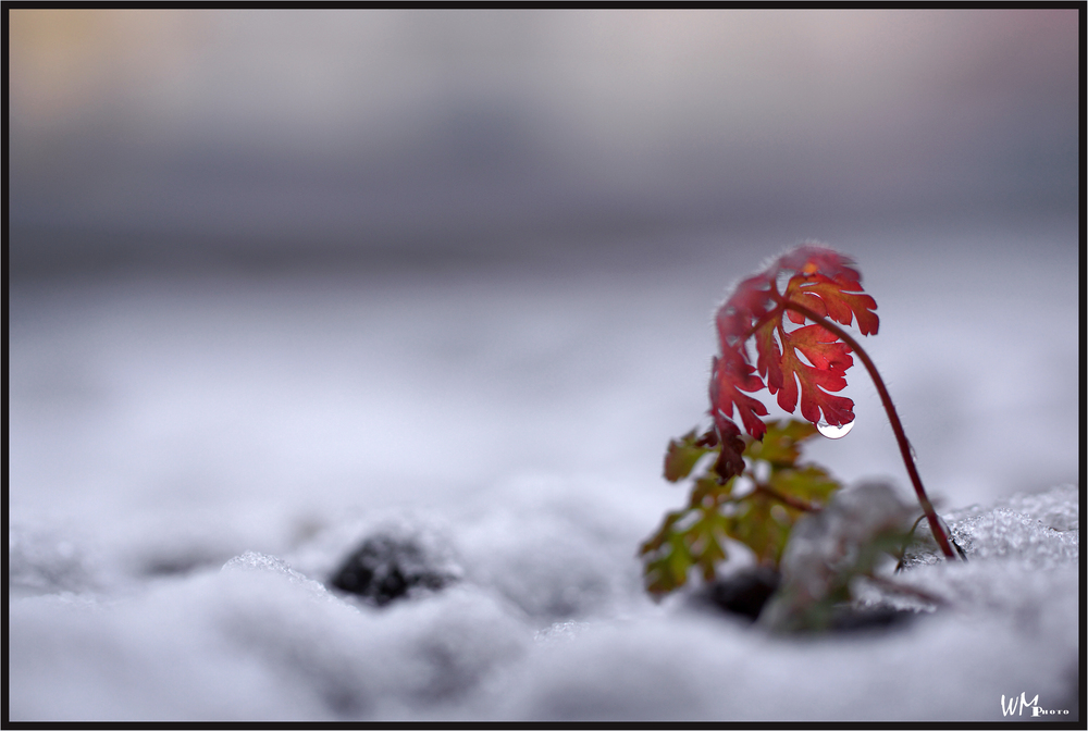 1 cm Schnee ...