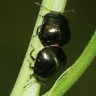 (1) Coptosoma scutellatum - eine kleine Wanze ohne deutschen Namen ...