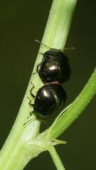 (1) Coptosoma scutellatum - eine kleine Wanze ohne deutschen Namen ...