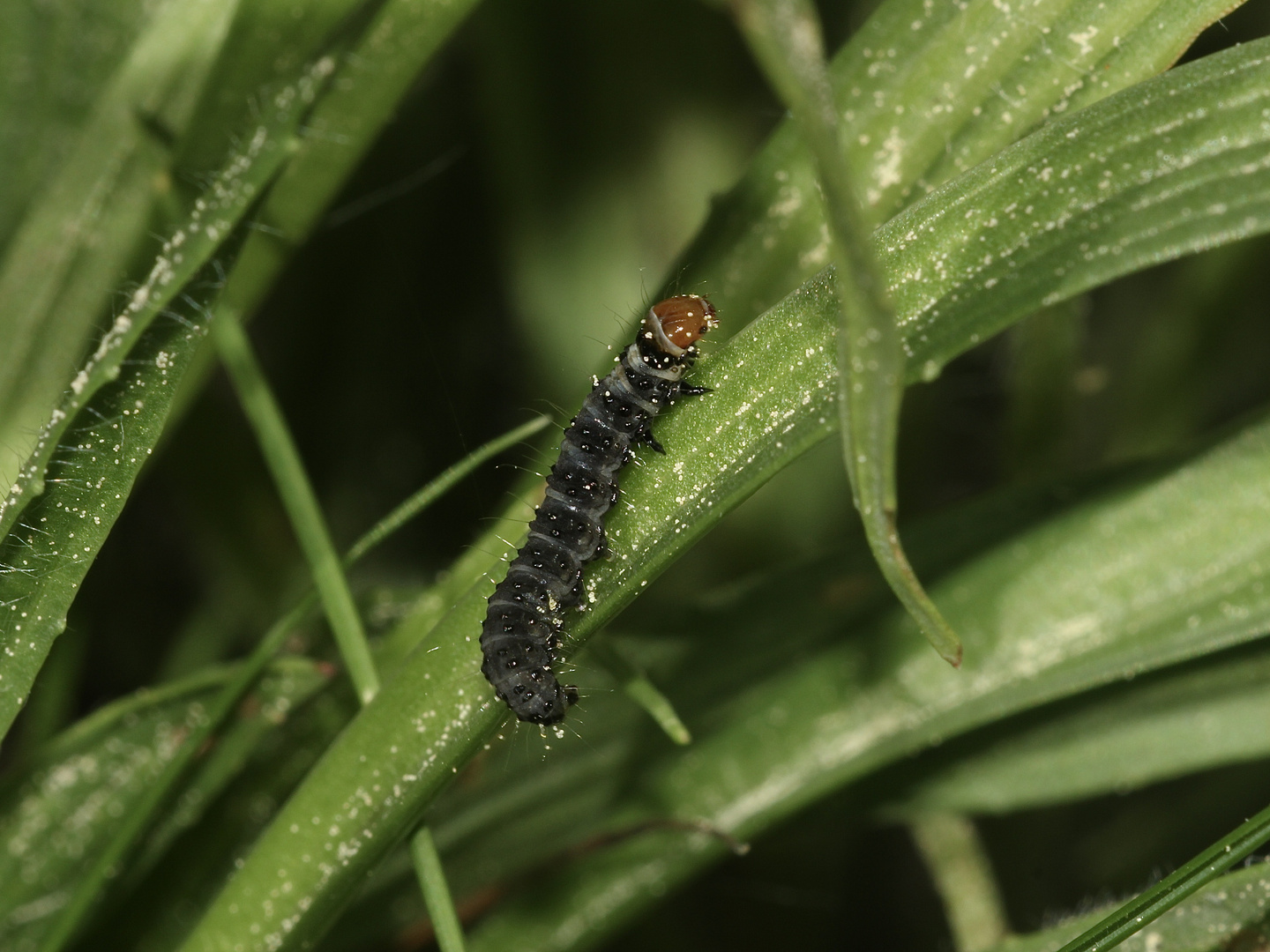 (1) Das 1,5 cm lange Räupchen von SYNDEMIS MUSCULANA, einem Wickler ...