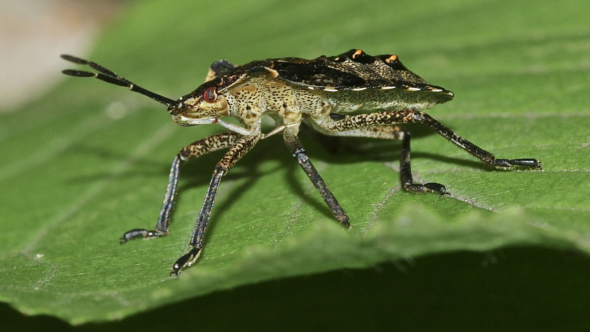 (1) Das fünfte Larvenstadium (L5) der Rotbeinigen Baumwanze (Pantatoma rufipes)