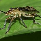 (1) Das fünfte Larvenstadium (L5) der Rotbeinigen Baumwanze (Pantatoma rufipes)