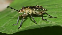 (1) Das fünfte Larvenstadium (L5) der Rotbeinigen Baumwanze (Pantatoma rufipes)