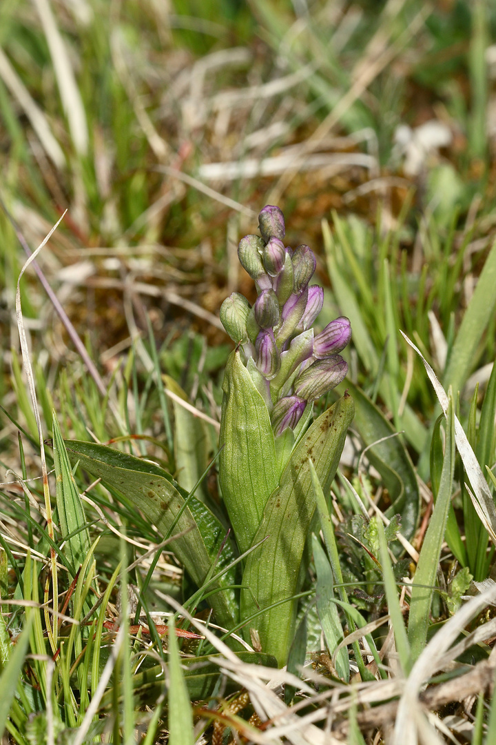 (1) Das KLEINE KNABENKRAUT (ANACAMPTIS MORIO) ...