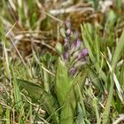 (1) Das KLEINE KNABENKRAUT (ANACAMPTIS MORIO) ...