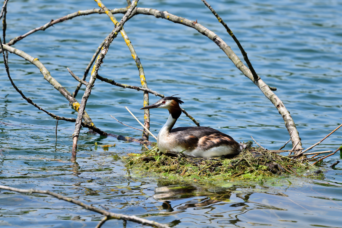 1) Das schönste Haubentauchernest, great crested nest, nido mas bonito de Somormujo lavanco 
