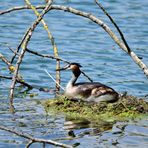 1) Das schönste Haubentauchernest, great crested nest, nido mas bonito de Somormujo lavanco 