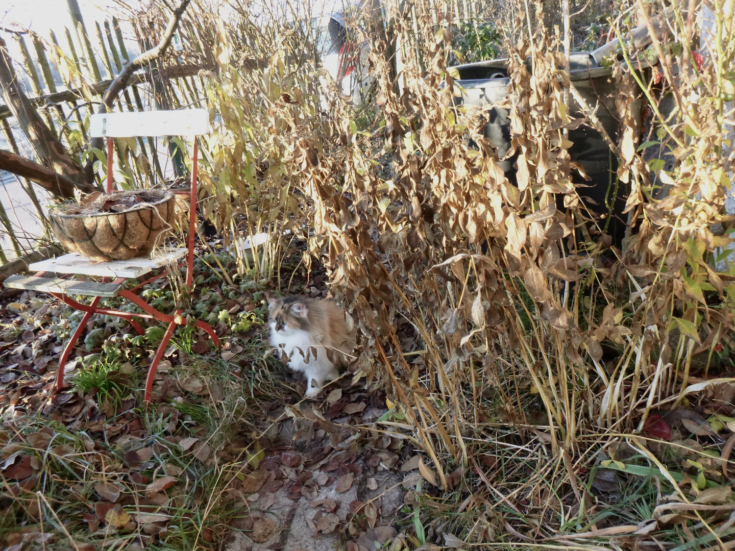 (1) Das seltene BANDEIS (ice ribbons, ein Basikryogen) im Garten !!!