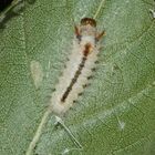 (1) Das vorletzte Raupenstadium der HASELEULE (COLOCASIA CORYLI)