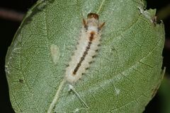 (1) Das vorletzte Raupenstadium der HASELEULE (COLOCASIA CORYLI)