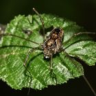 (1) Das Waldgroßauge (Platybunus pinetorum)