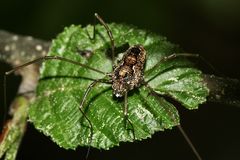 (1) Das Waldgroßauge (Platybunus pinetorum)